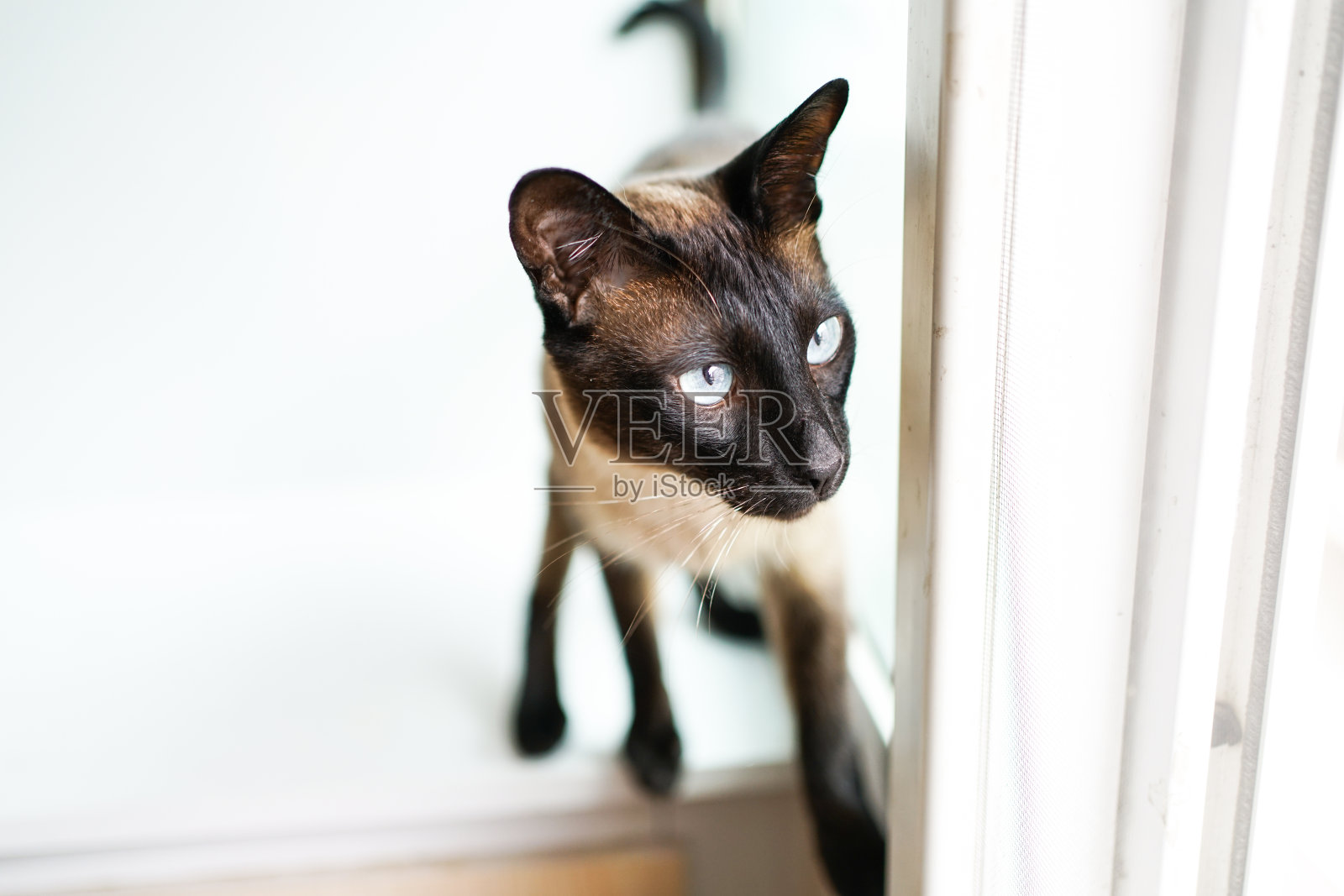 站在窗边的棕色暹罗猫照片摄影图片