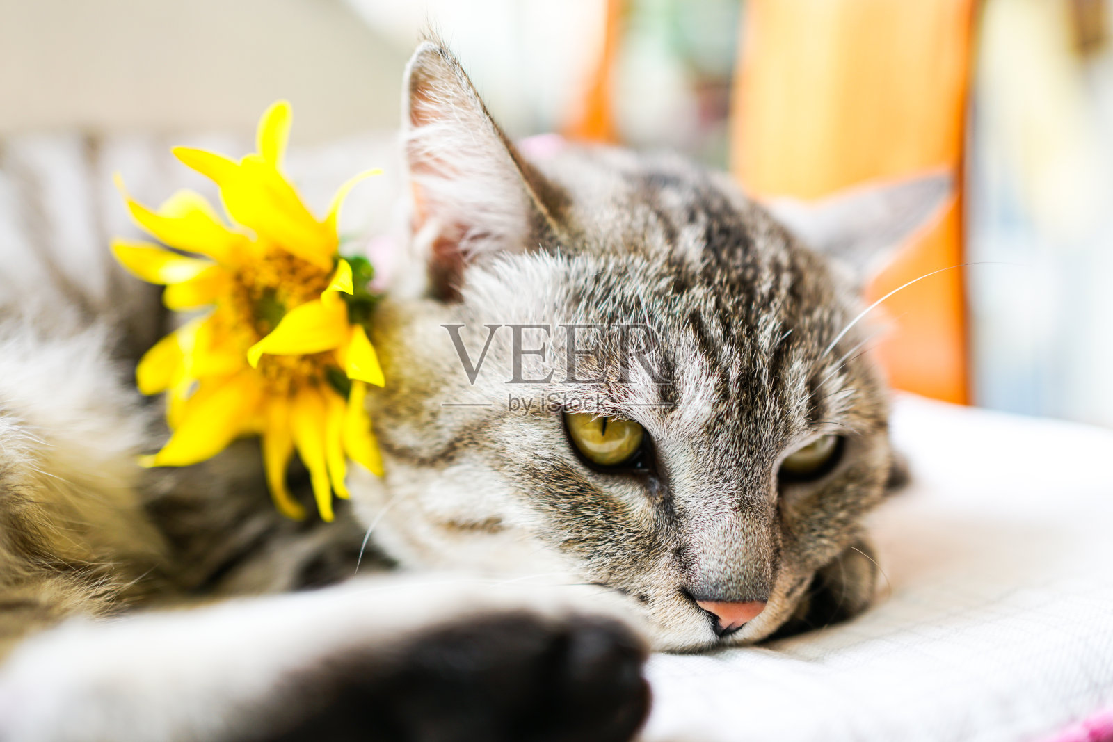 一只脖子上戴着花环的灰条纹猫正躺在椅子上照片摄影图片