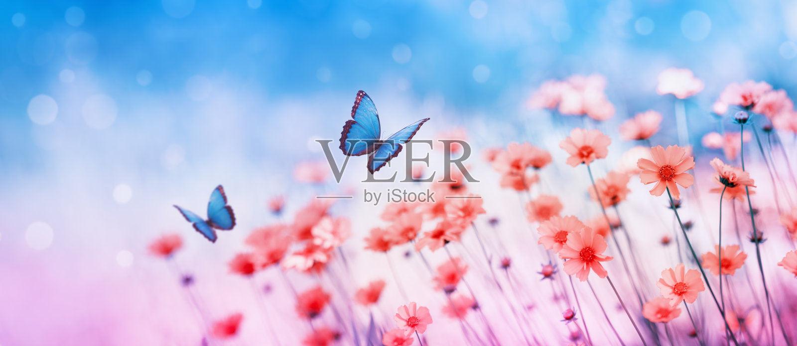 美丽的花田和飞舞的蝴蝶在蓝天的背景。色彩斑斓的自然景观与野生植物和昆虫。照片摄影图片