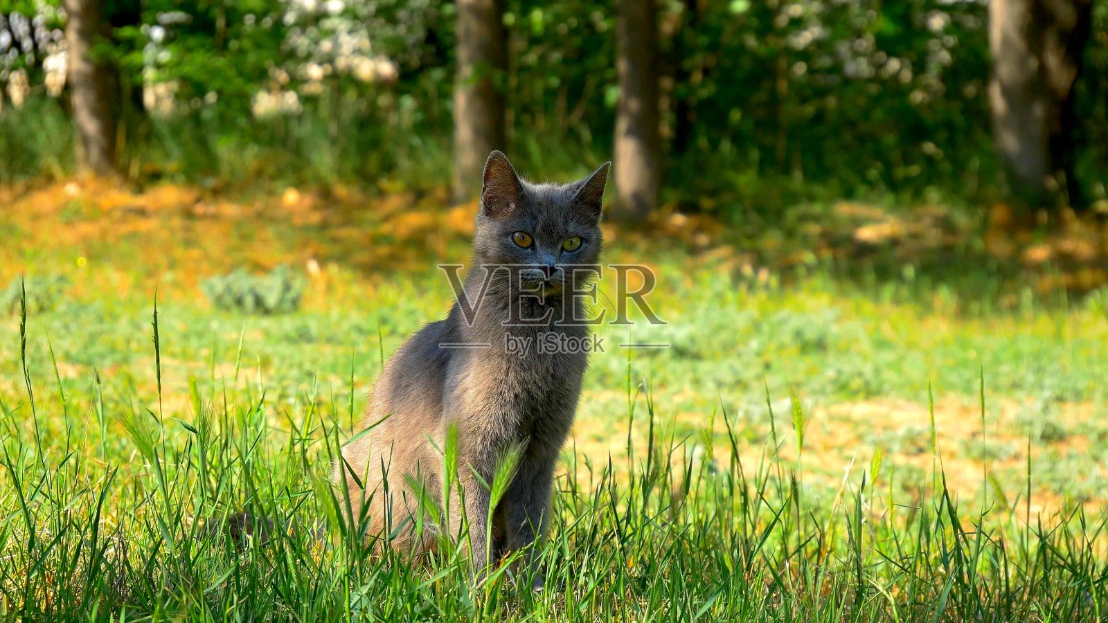 一只棕色的猫坐在草地上照片摄影图片