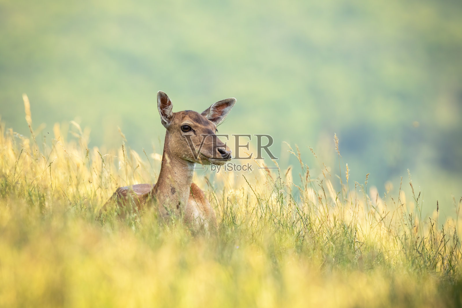 夏天，小牝鹿躺在田野上。照片摄影图片