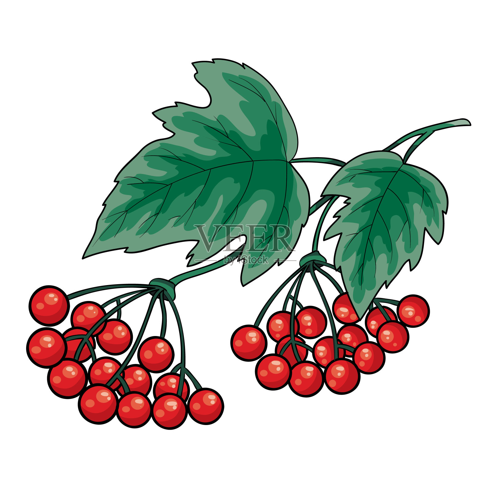 一束绿色叶子的红色荚蒾，白色背景上的孤立物体，矢量图，插画图片素材