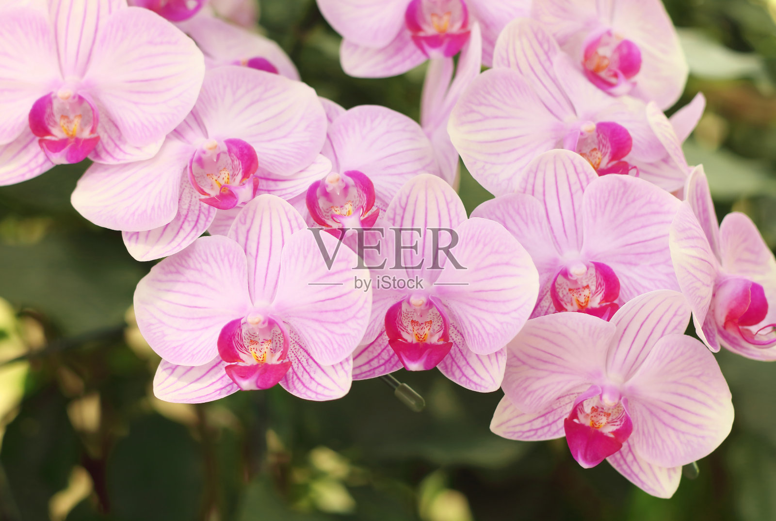 近距离的白色和紫色蝴蝶兰花正在花园里盛开。照片摄影图片