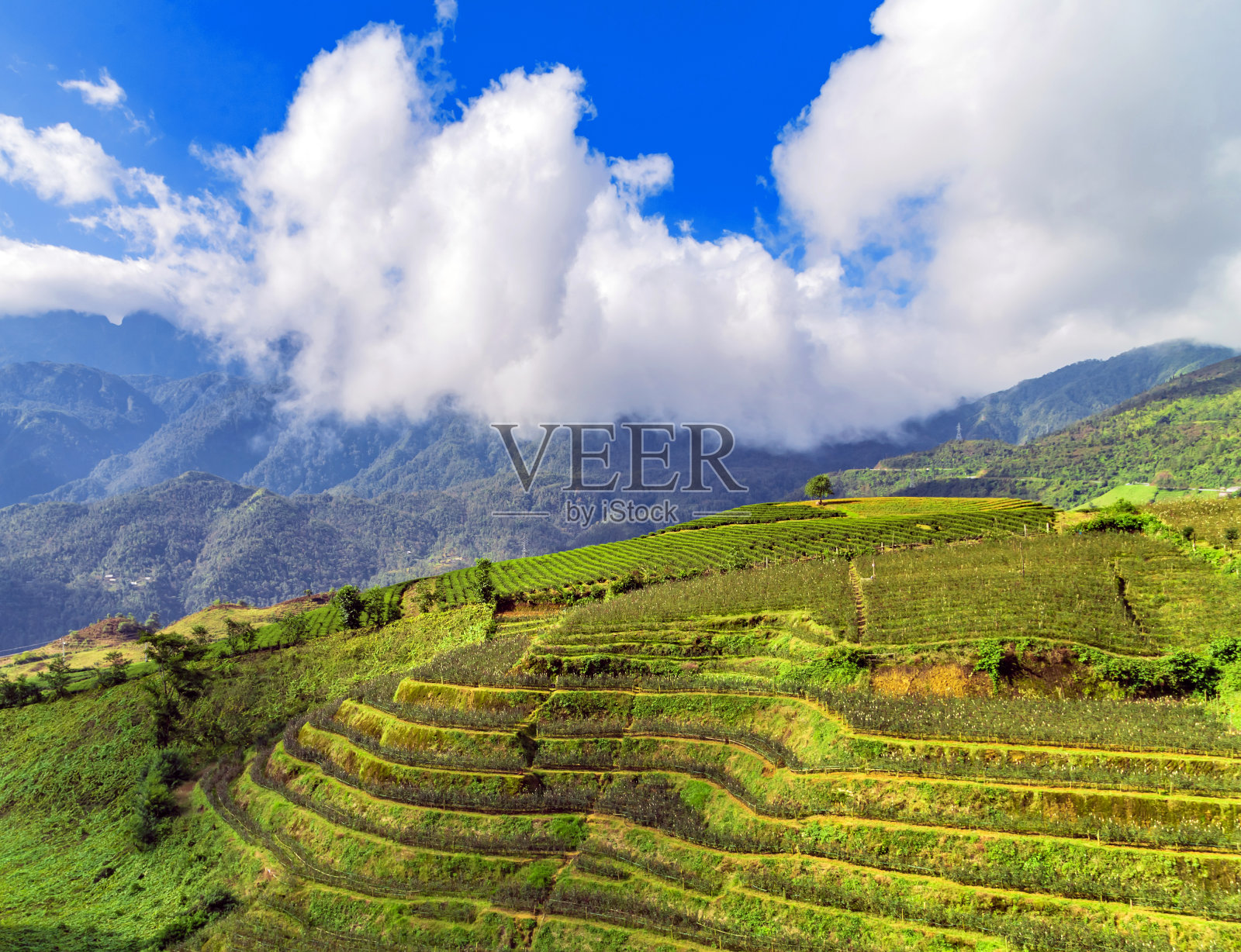 越南风景梯田上的稻田照片摄影图片