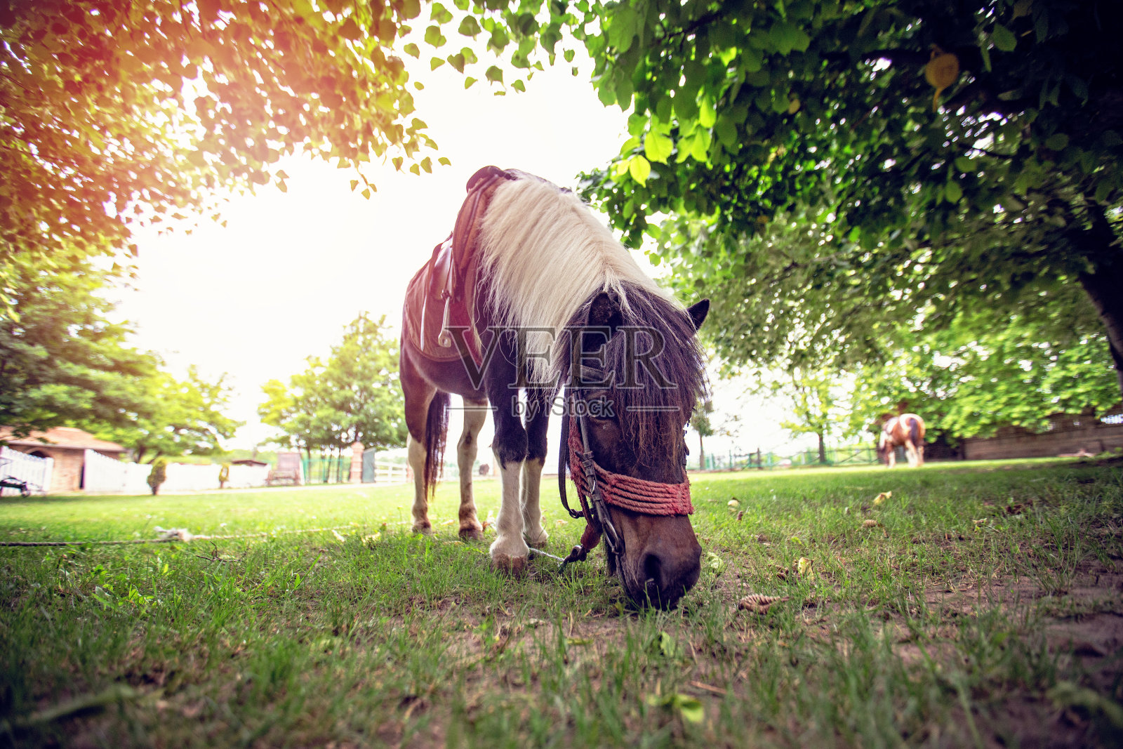 小马在草地上照片摄影图片