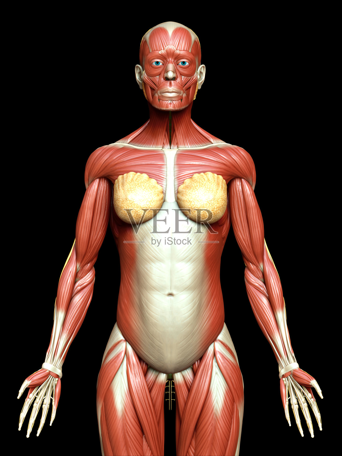3d渲染医学上准确的女性肌肉系统的插图照片摄影图片