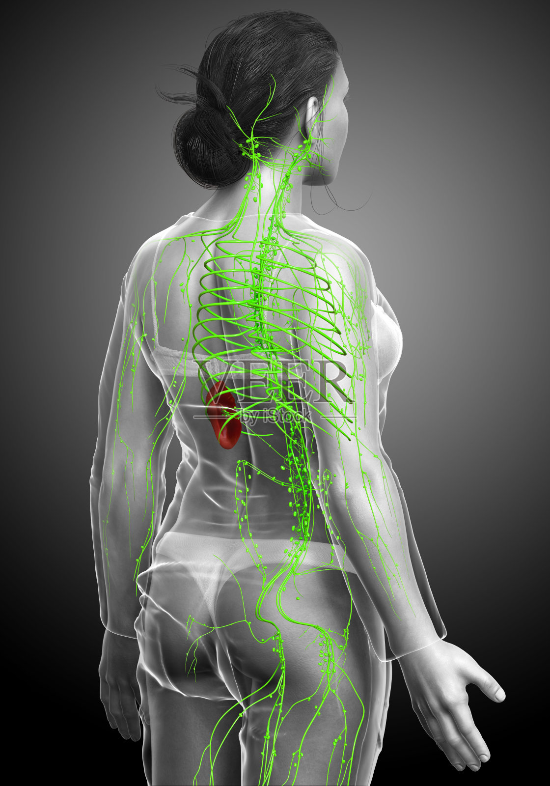 3d渲染医学上准确的女性淋巴系统的插图照片摄影图片