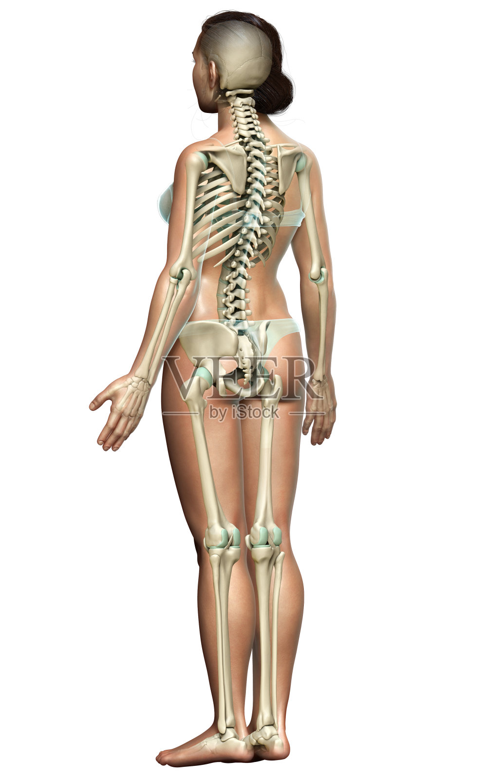 3d渲染，医学上准确的女性骨骼系统的插图照片摄影图片