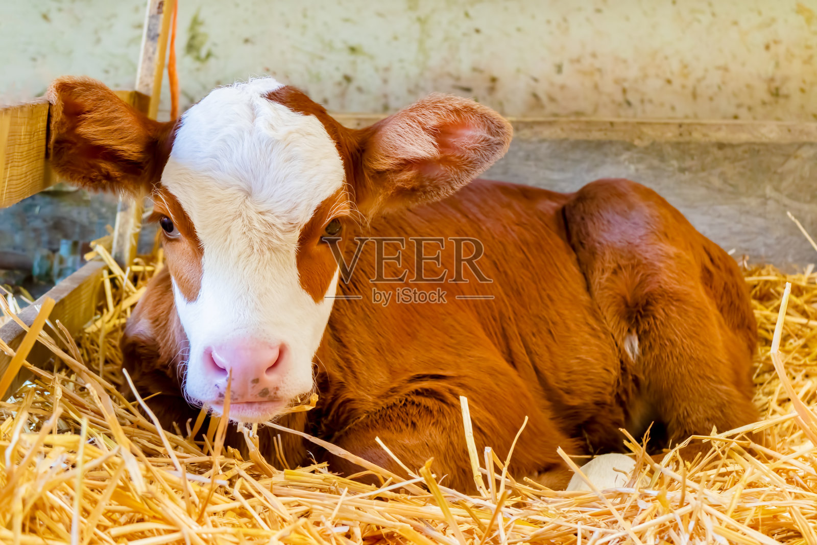 在农舍的干草上，新生的荷兰棕色小牛和白色小牛照片摄影图片