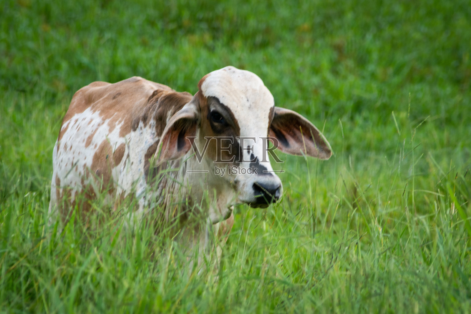 牛在牧场照片摄影图片