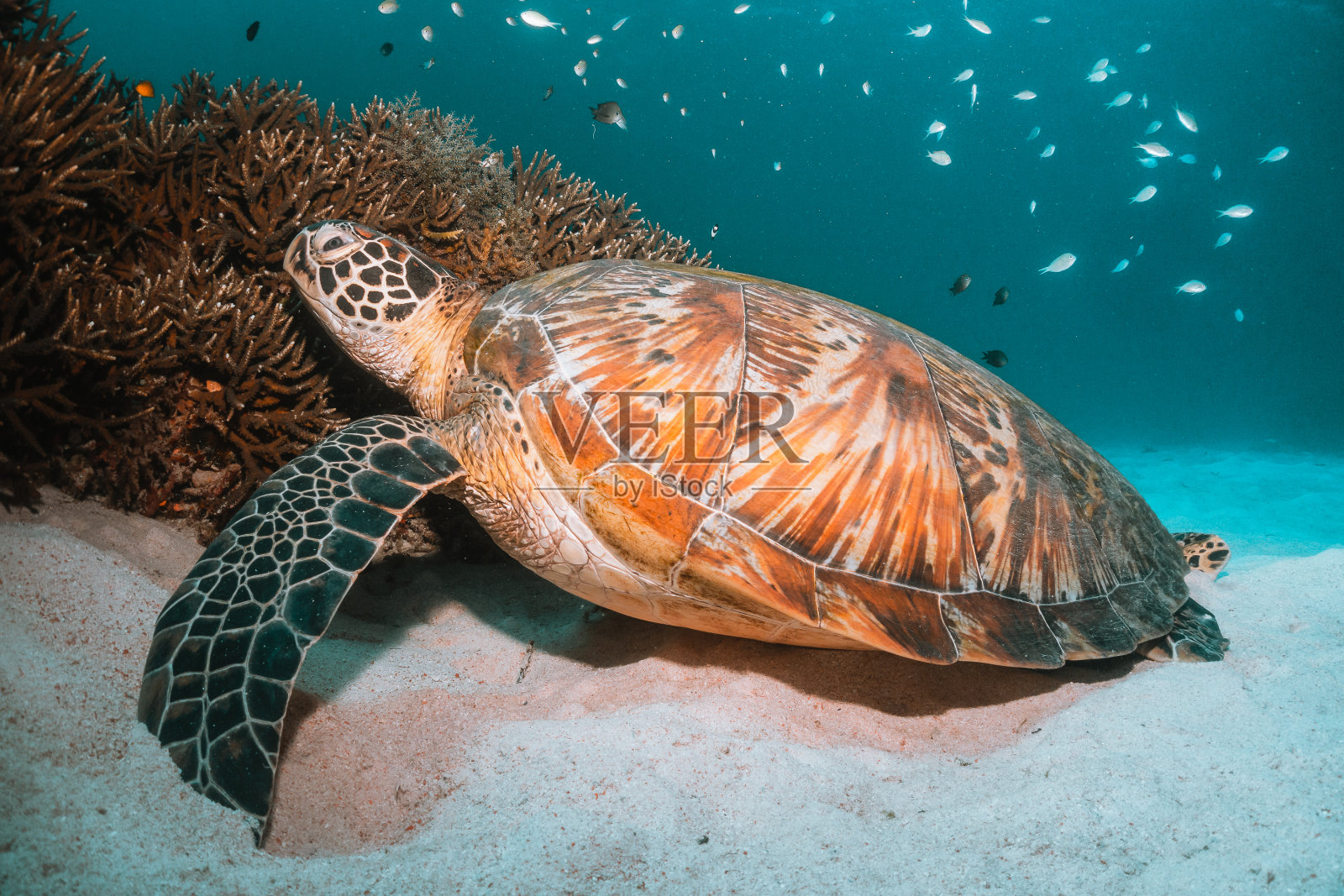 海龟在五彩缤纷的珊瑚礁中游泳照片摄影图片