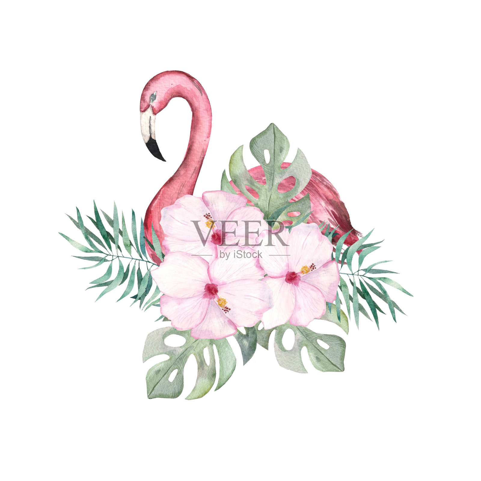 水彩插图。这是一只粉红色的火烈鸟。插画图片素材