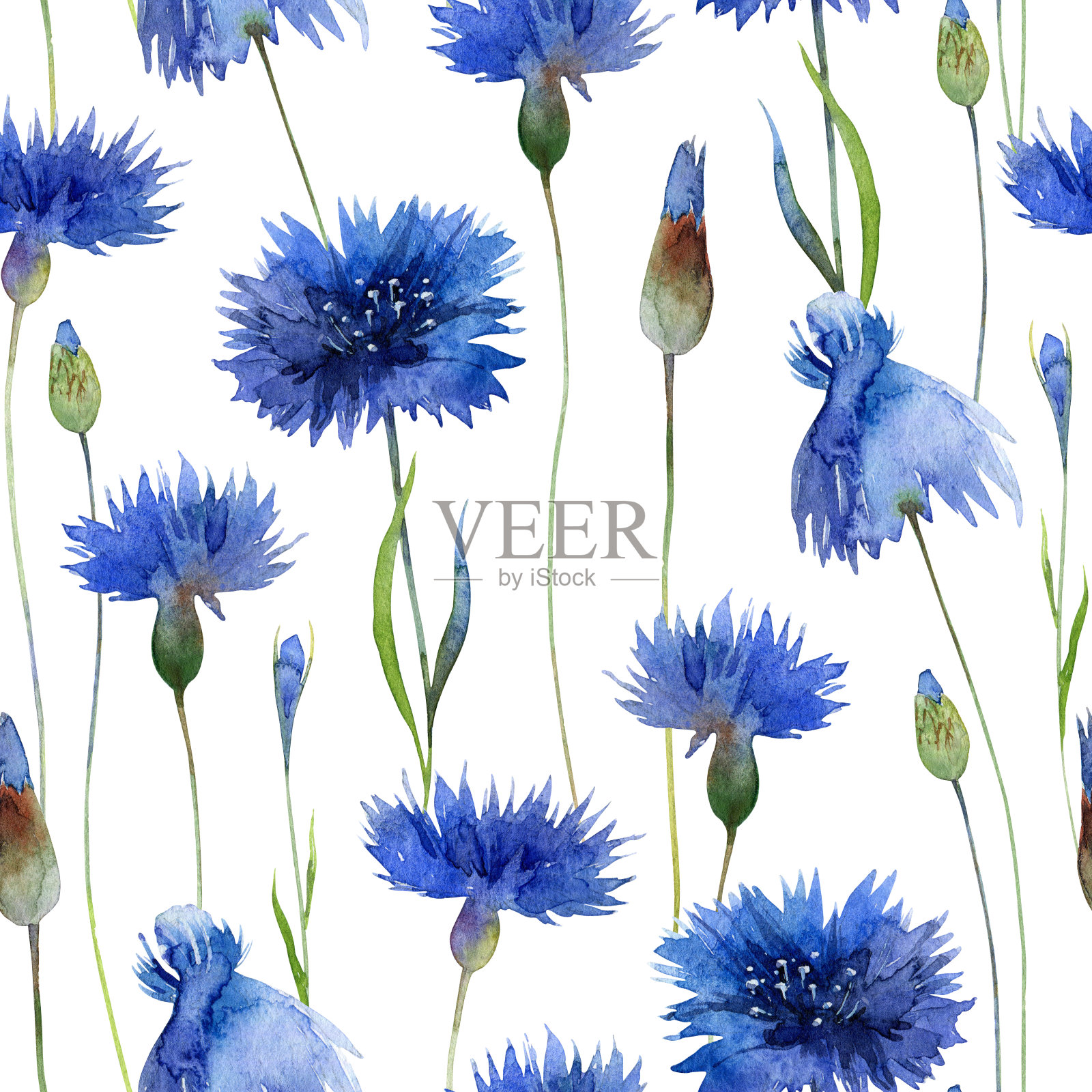水彩明亮无缝模式与蓝色矢车菊插画图片素材