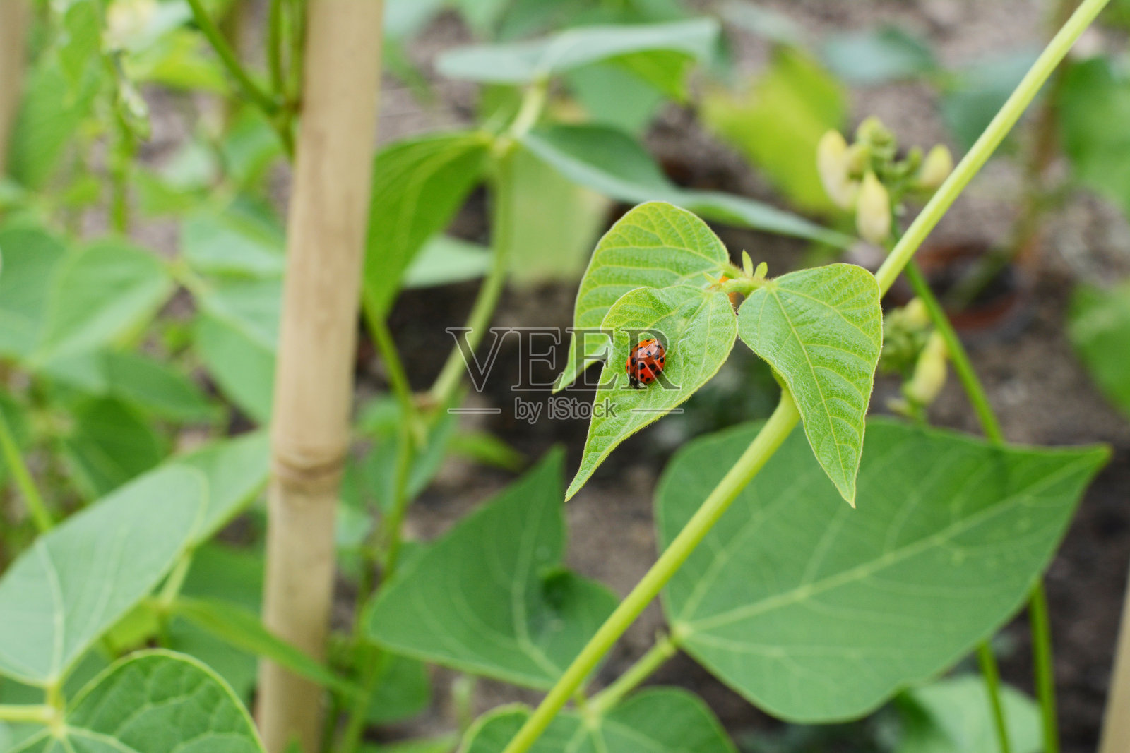 丑角瓢虫在红花菜豆藤的叶子上照片摄影图片