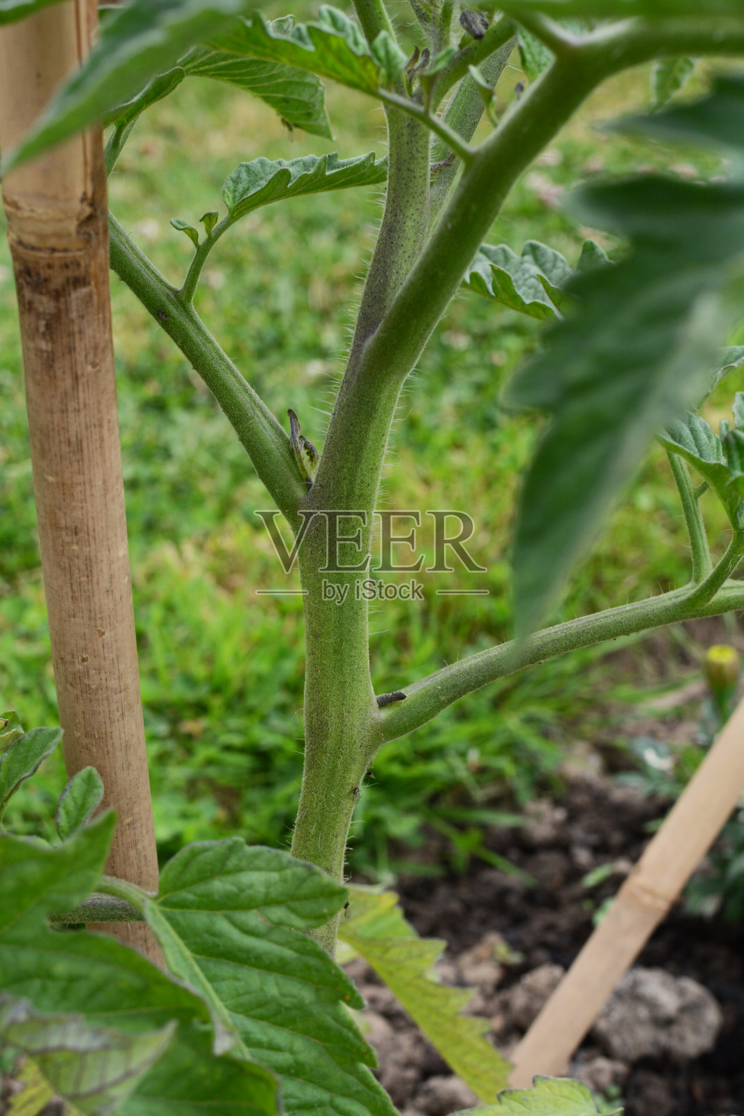 在带式番茄植株的桁架之间生长的侧枝照片摄影图片