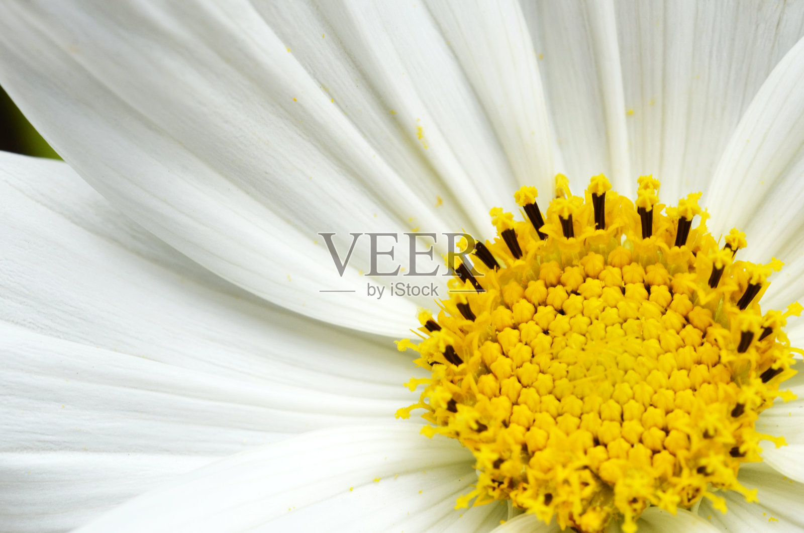 精致的白色宇宙花，黄色雄蕊照片摄影图片