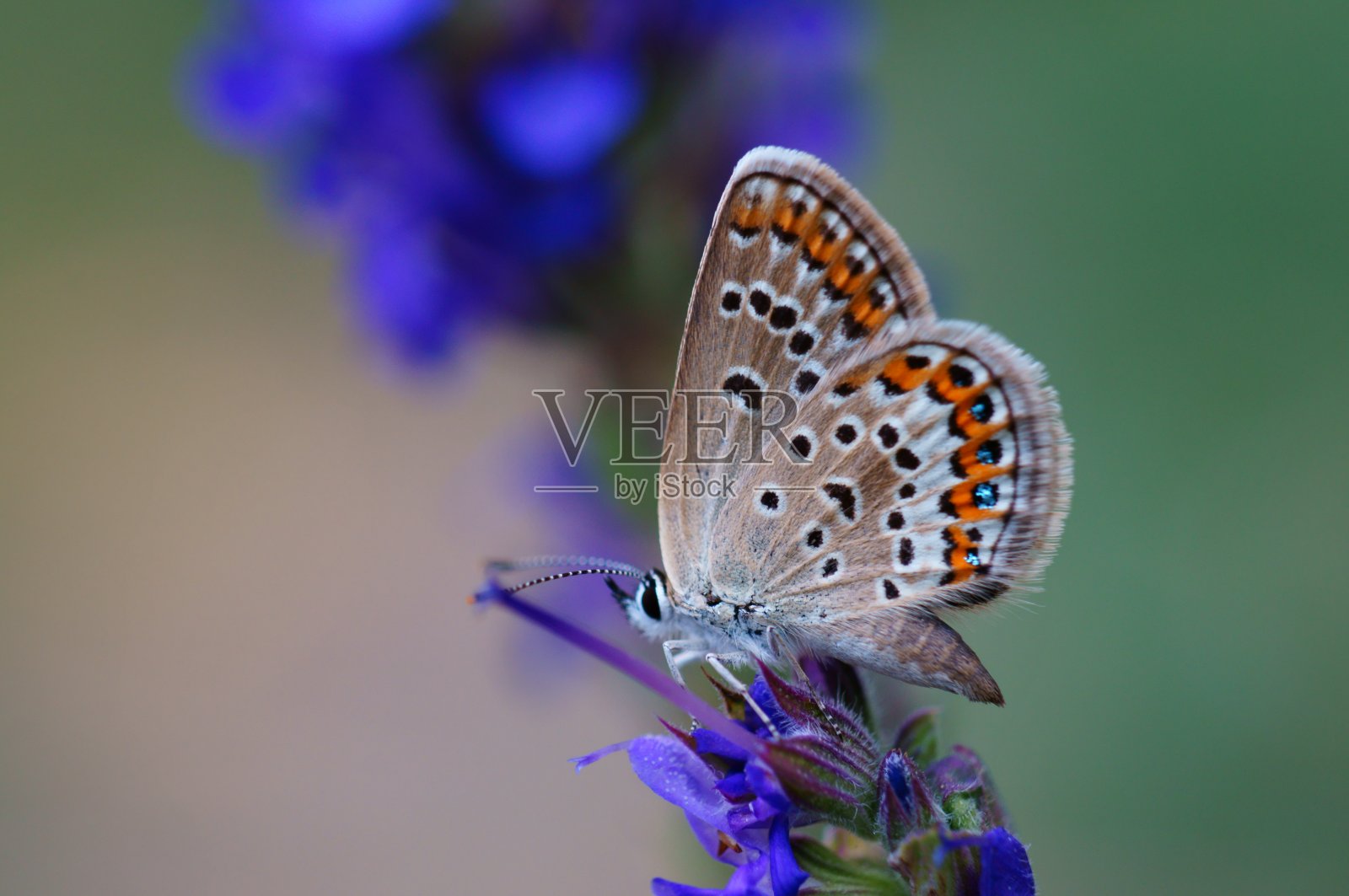 大自然中美丽的蝴蝶照片。美丽的野花和绿草。照片摄影图片
