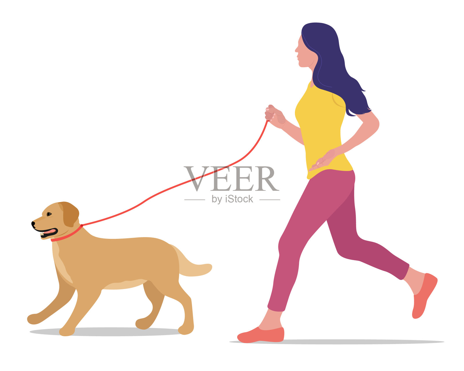 矢量插图的一个女孩与一只狗在一个白色的背景孤立的皮带上跑步。金色的拉布拉多。有宠物的积极生活方式插画图片素材