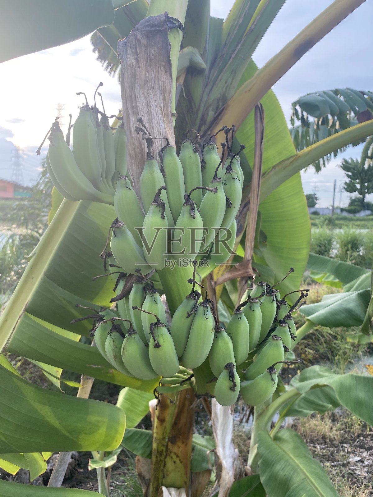 果园里的绿色香蕉树照片摄影图片