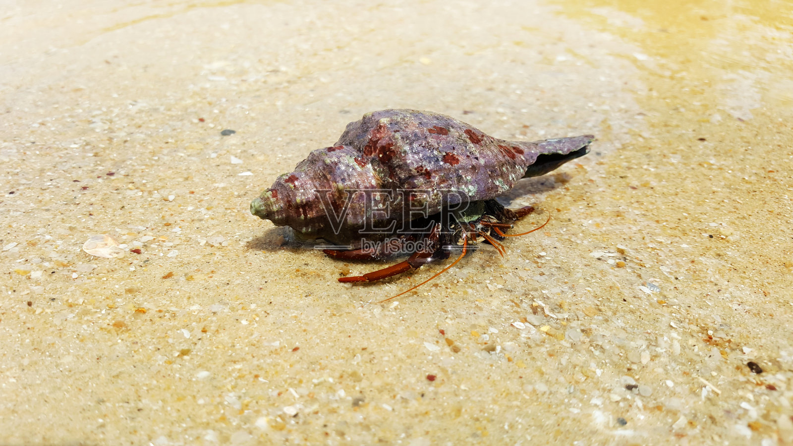泰国苏梅岛海滩上的寄居蟹照片摄影图片