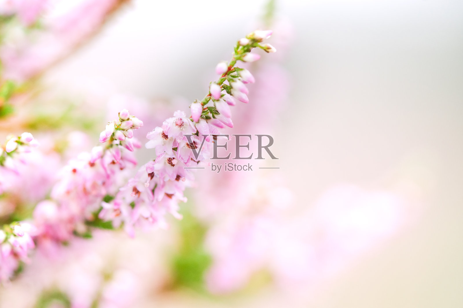 近距离的可爱的开花粉红色灌木石南与散焦的背景照片摄影图片