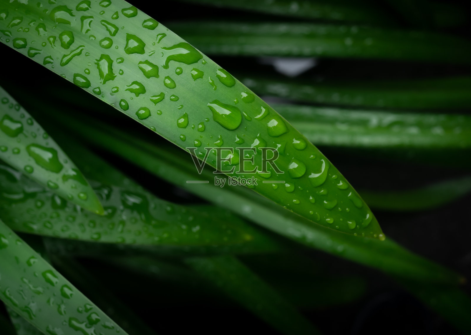 特写的绿色植物叶子与水滴照片摄影图片