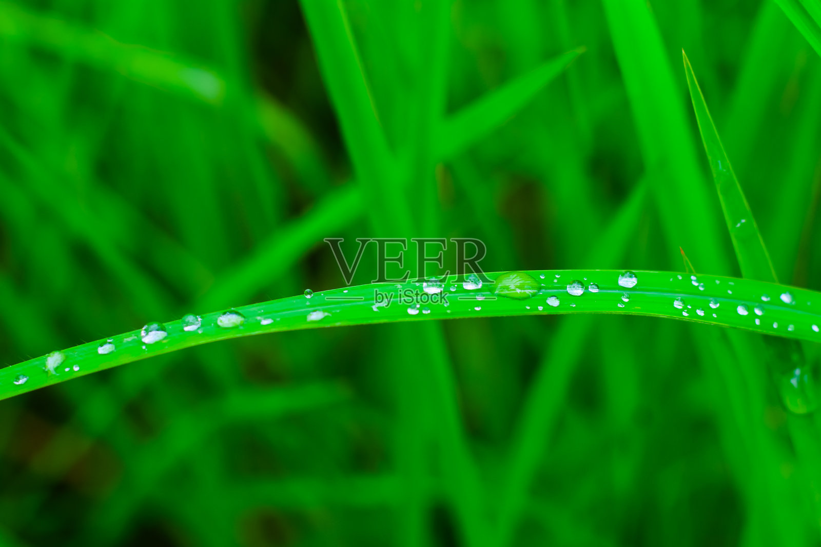 透明的水珠露在草地上。自然的绿色背景。水滴在绿草上做墙纸。照片摄影图片