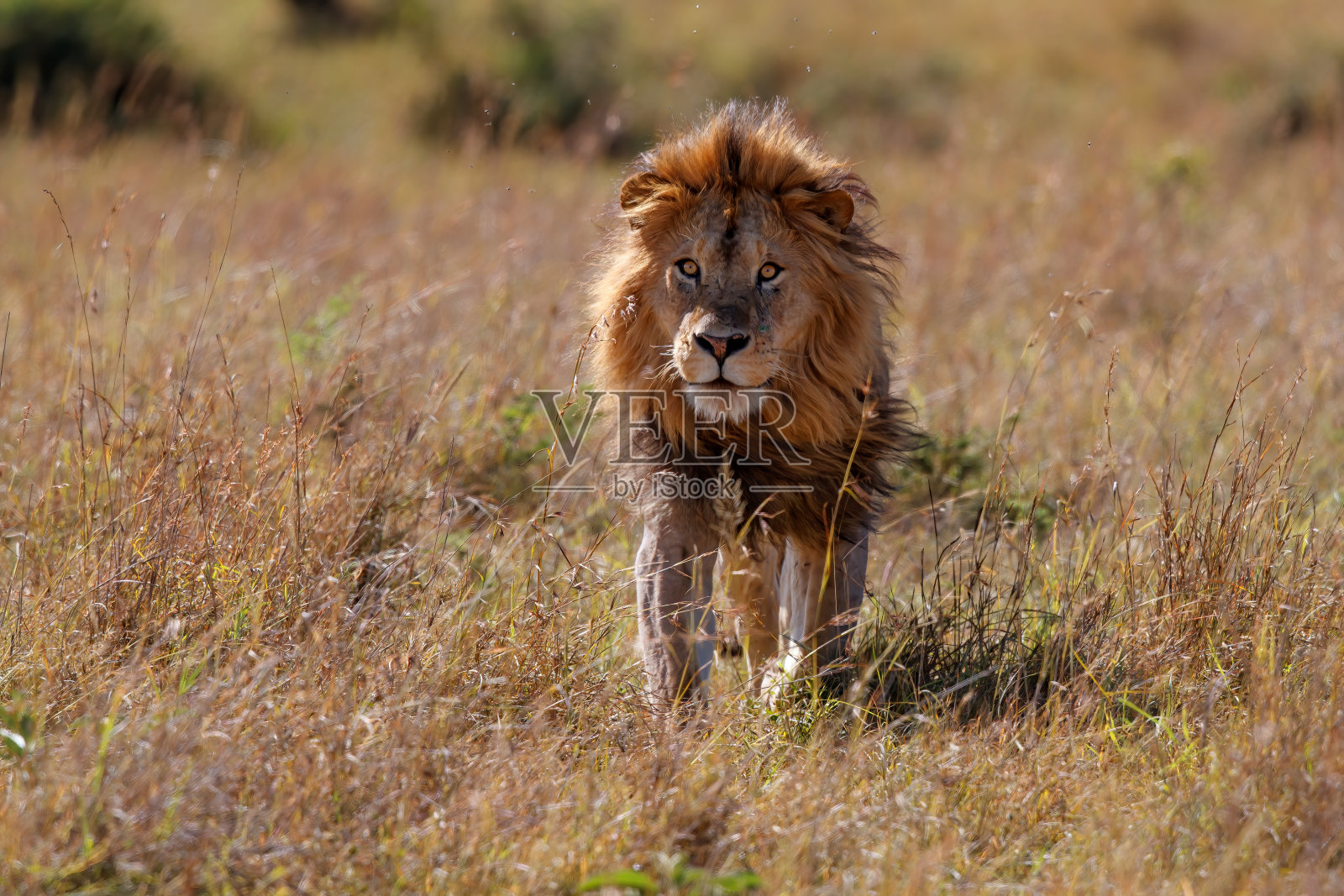 肯尼亚马赛马拉野生动物保护区的雄性狮子照片摄影图片
