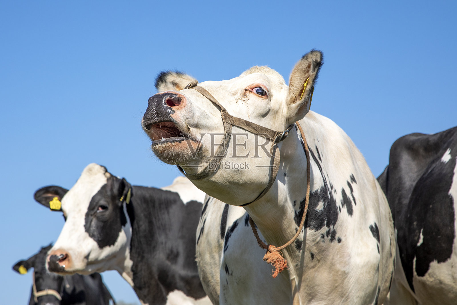奶牛哞哞叫着，鼻子和脖子上围着一条橙色的绳子，哞哞叫着，她的头昂起，蓝天，照片摄影图片