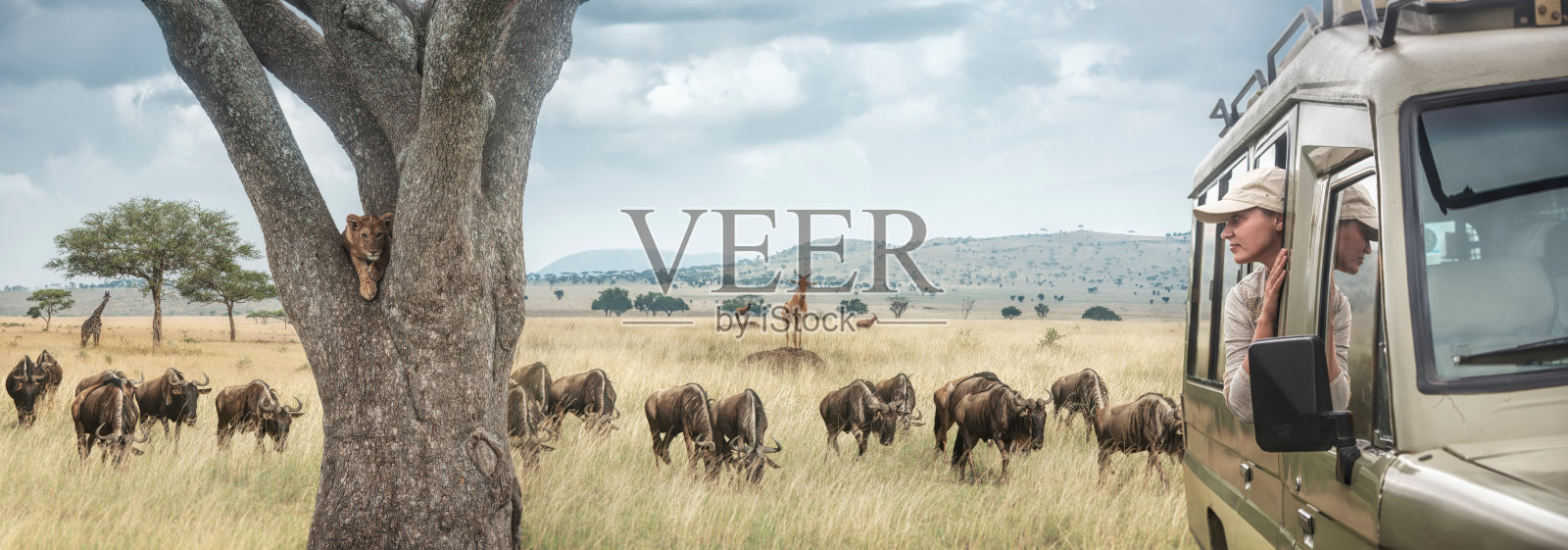 女人在非洲狩猎旅行，开车去坦桑尼亚和肯尼亚，在大草原上观看野生老虎、长颈鹿和羚羊的生活。照片摄影图片