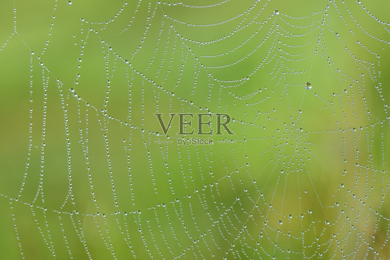 一个特写的蜘蛛网在秋天与小水滴挂在它对一个绿色的背景照片摄影图片