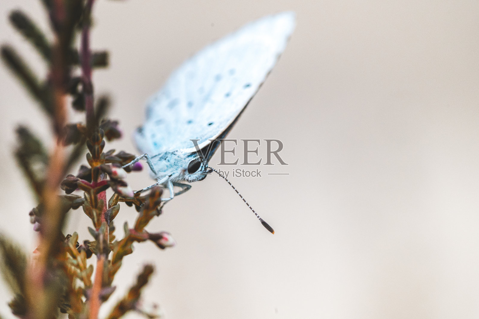 在粉红色石南花上的雌性蓝色石南花蝴蝶照片摄影图片