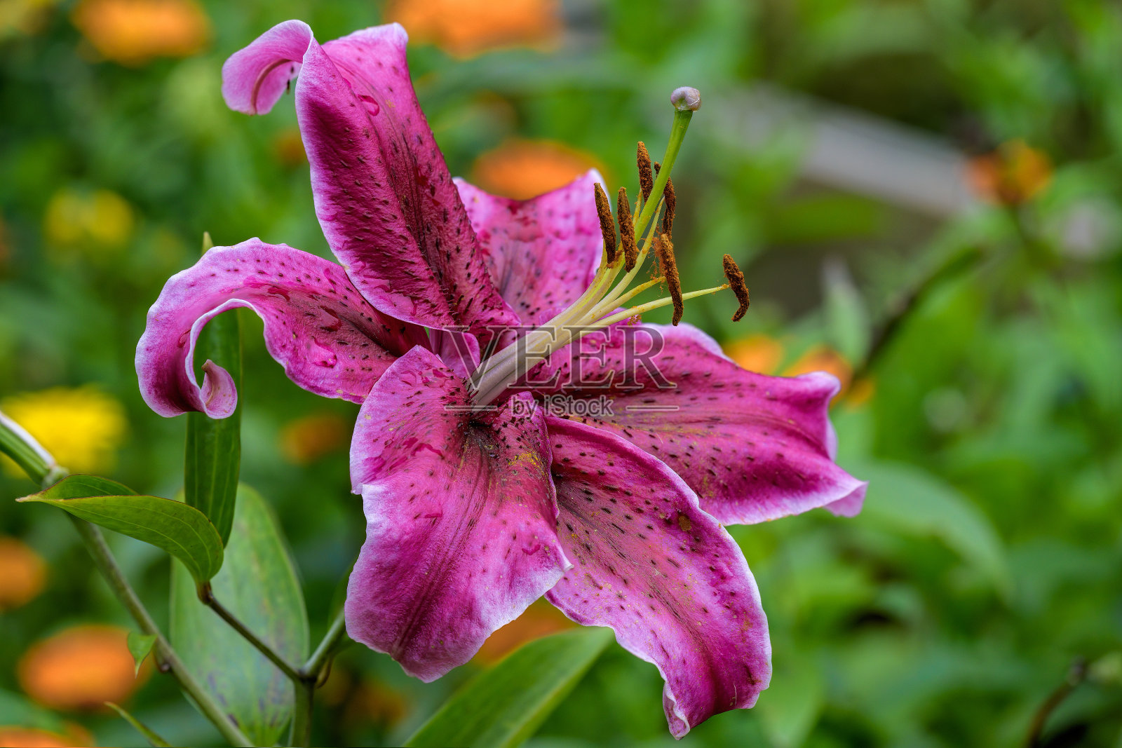 五颜六色的斑点深粉色大喇叭花与雨后的雨点在夏季花园。照片摄影图片