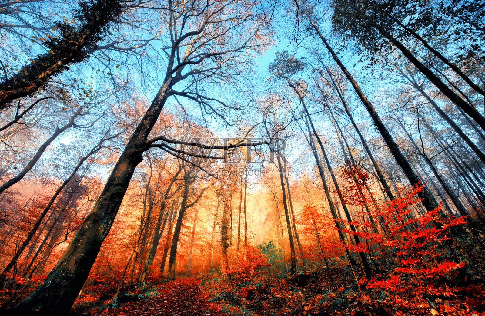 橙色和蓝色的秋天景色在森林里照片摄影图片