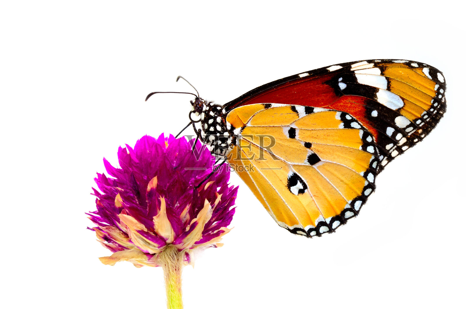 美丽的平原虎蝶栖息在粉红色的花上，孤立在白色的背景上照片摄影图片