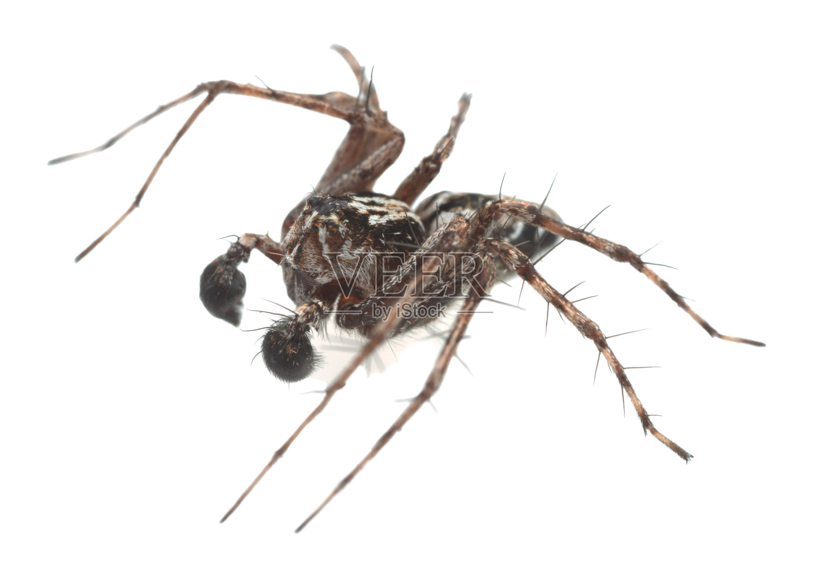 一个猞猁蜘蛛的特写，Oxyopes ramosus孤立在白色的背景照片摄影图片
