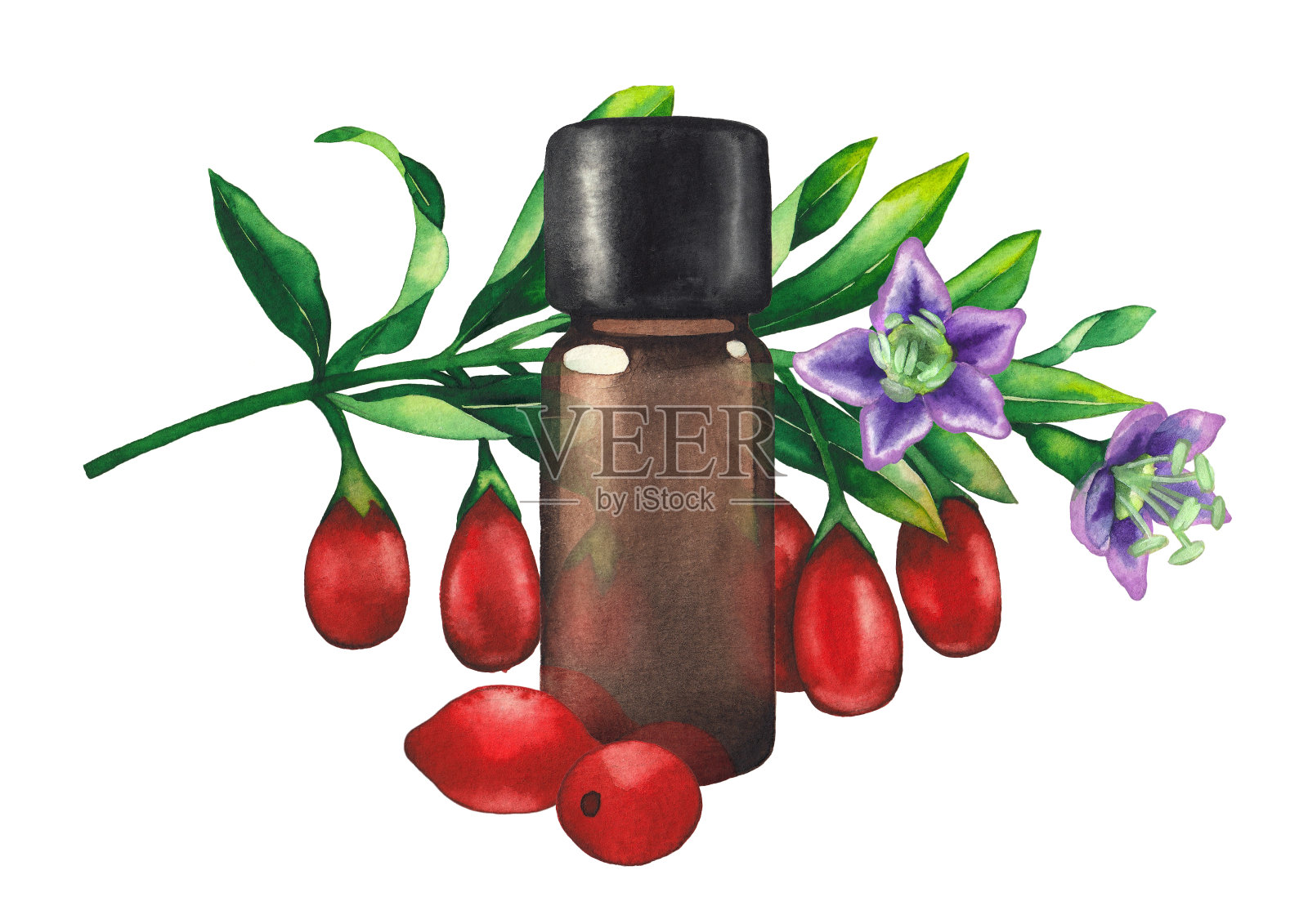 水彩精油瓶装饰枸杞浆果，树叶和花插画图片素材