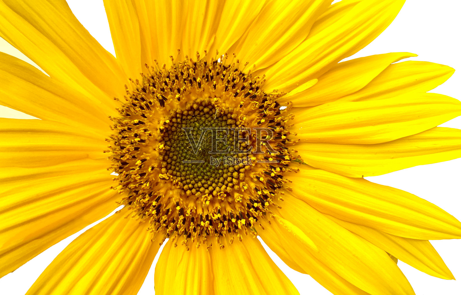一个亮黄色向日葵的特写，白色的背景上有大花瓣。照片摄影图片