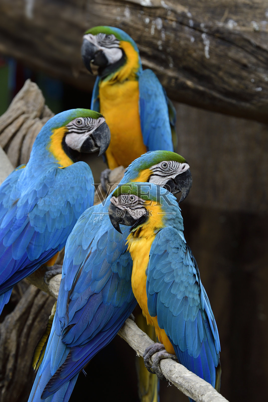 栖息在动物园鸟舍的木材上的蓝色和金色金刚鹦鹉的家庭照片摄影图片
