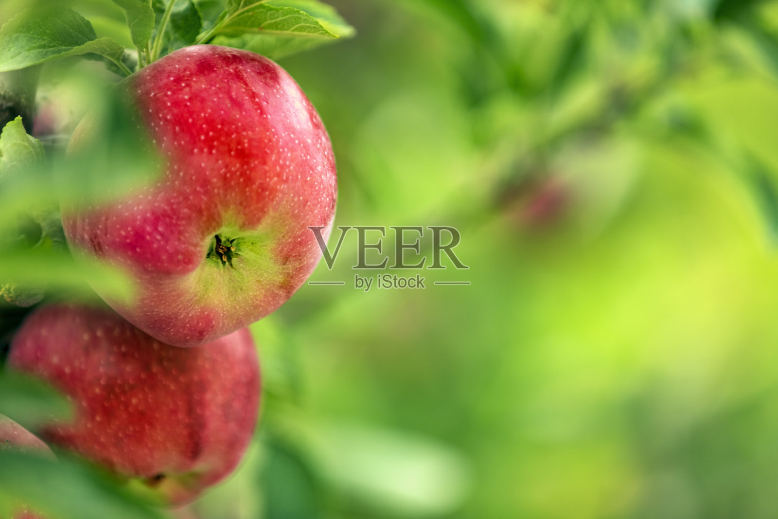 树上的苹果果实照片摄影图片