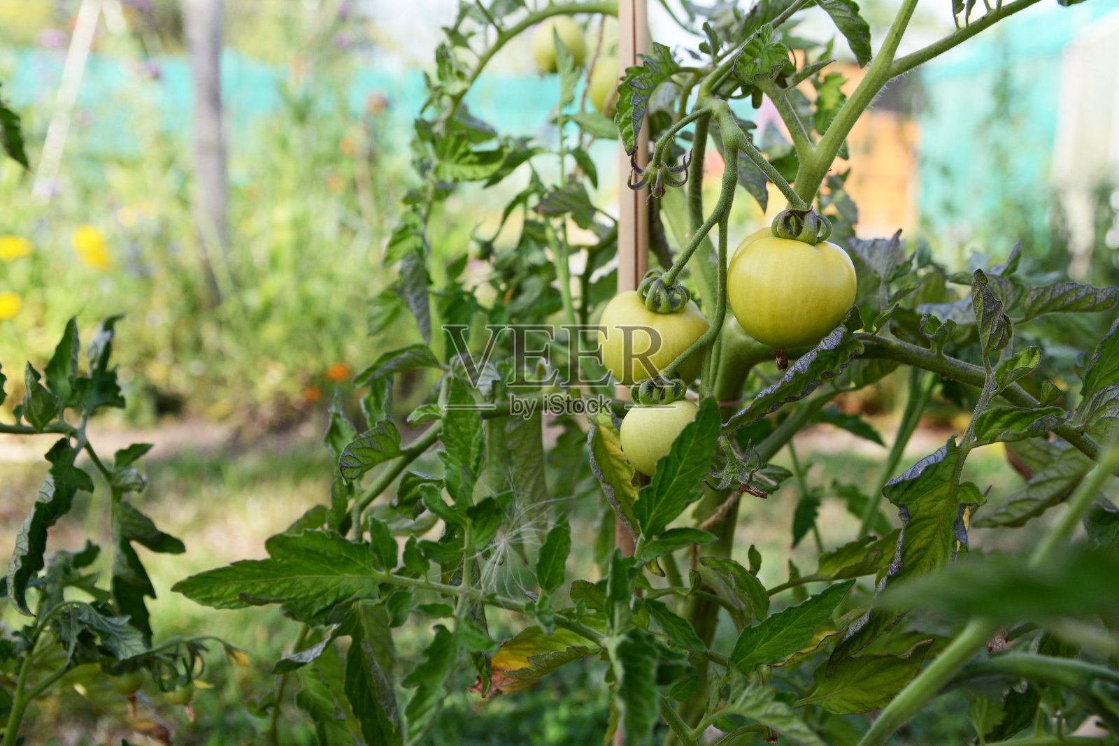 三Ferline番茄果实生长在芳香的叶子在一个隔离带植物照片摄影图片