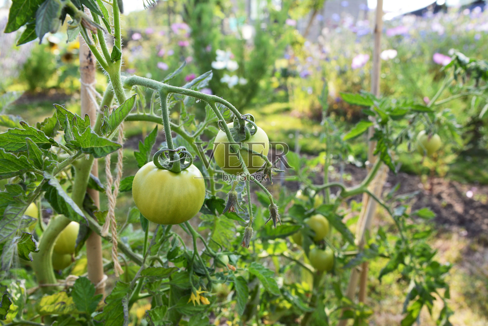 带绿色果实的番茄植物照片摄影图片