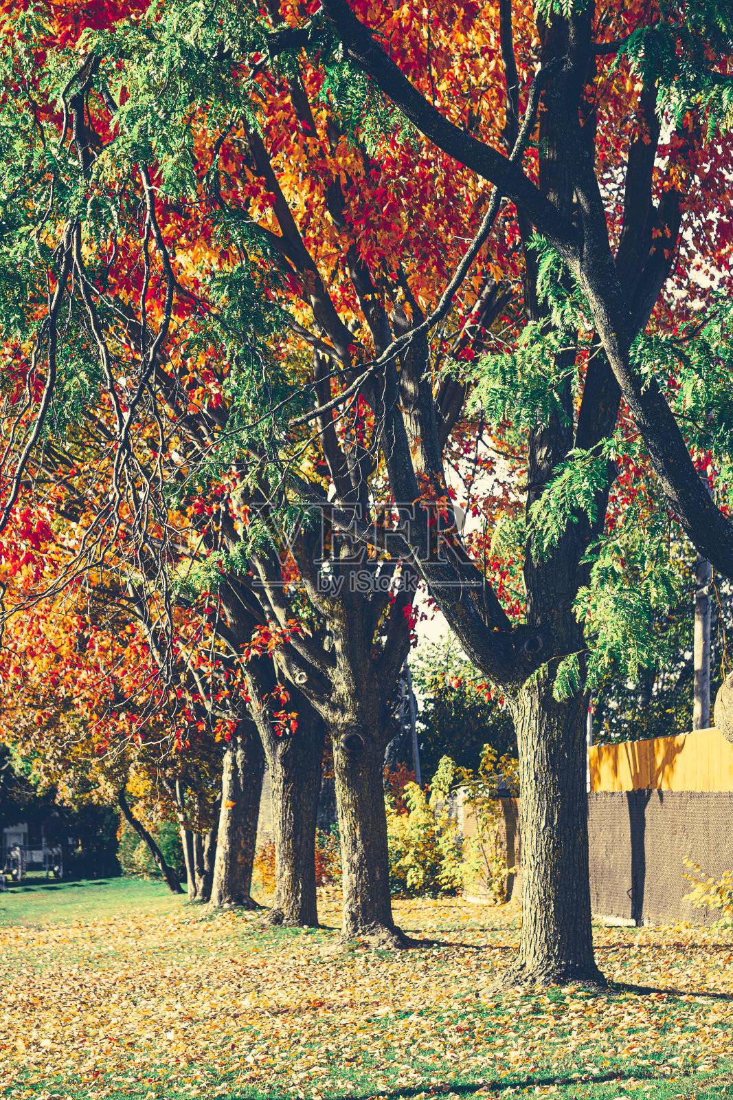 秋叶与树木排成一行。照片摄影图片