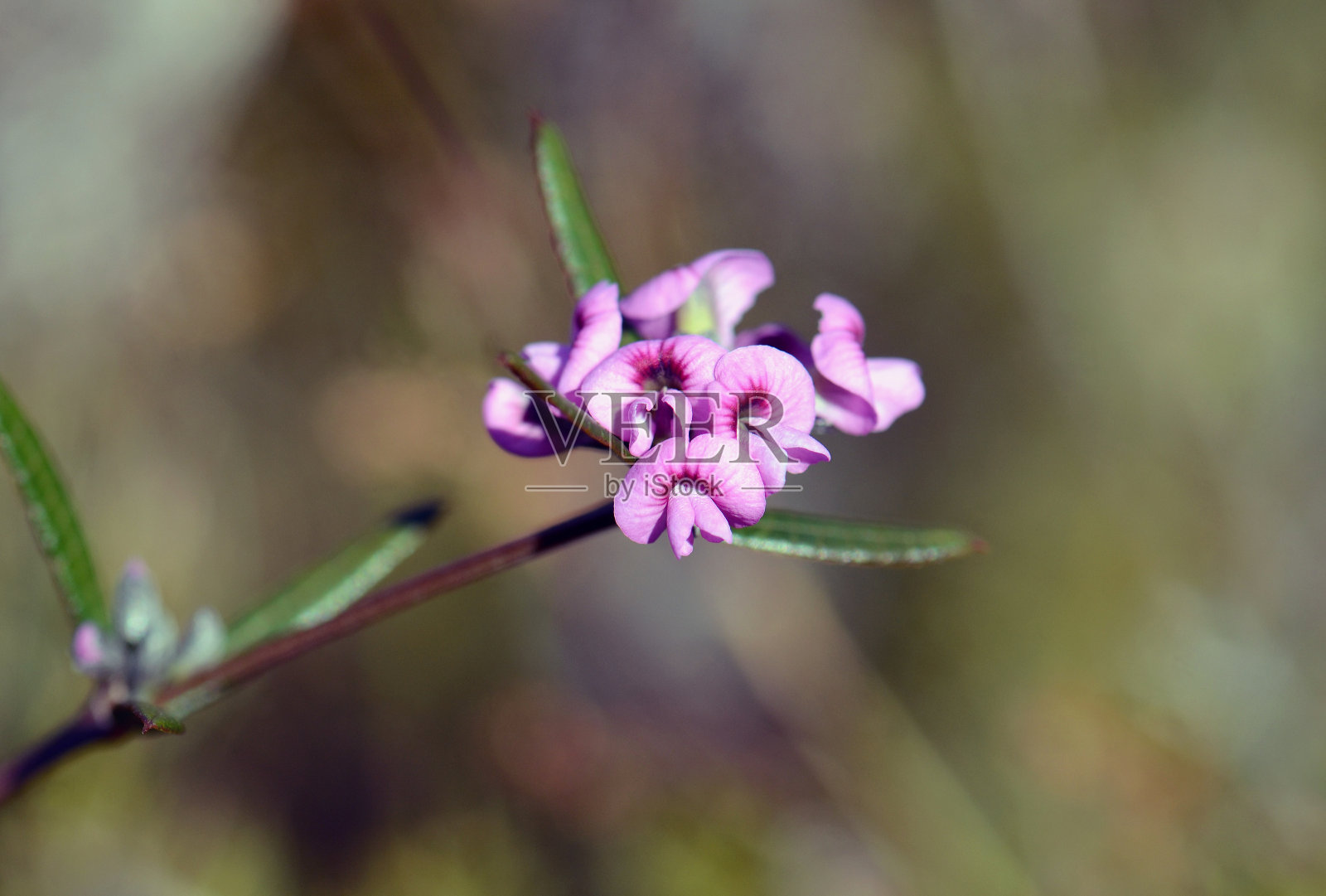文竹的紫色小豌豆花照片摄影图片