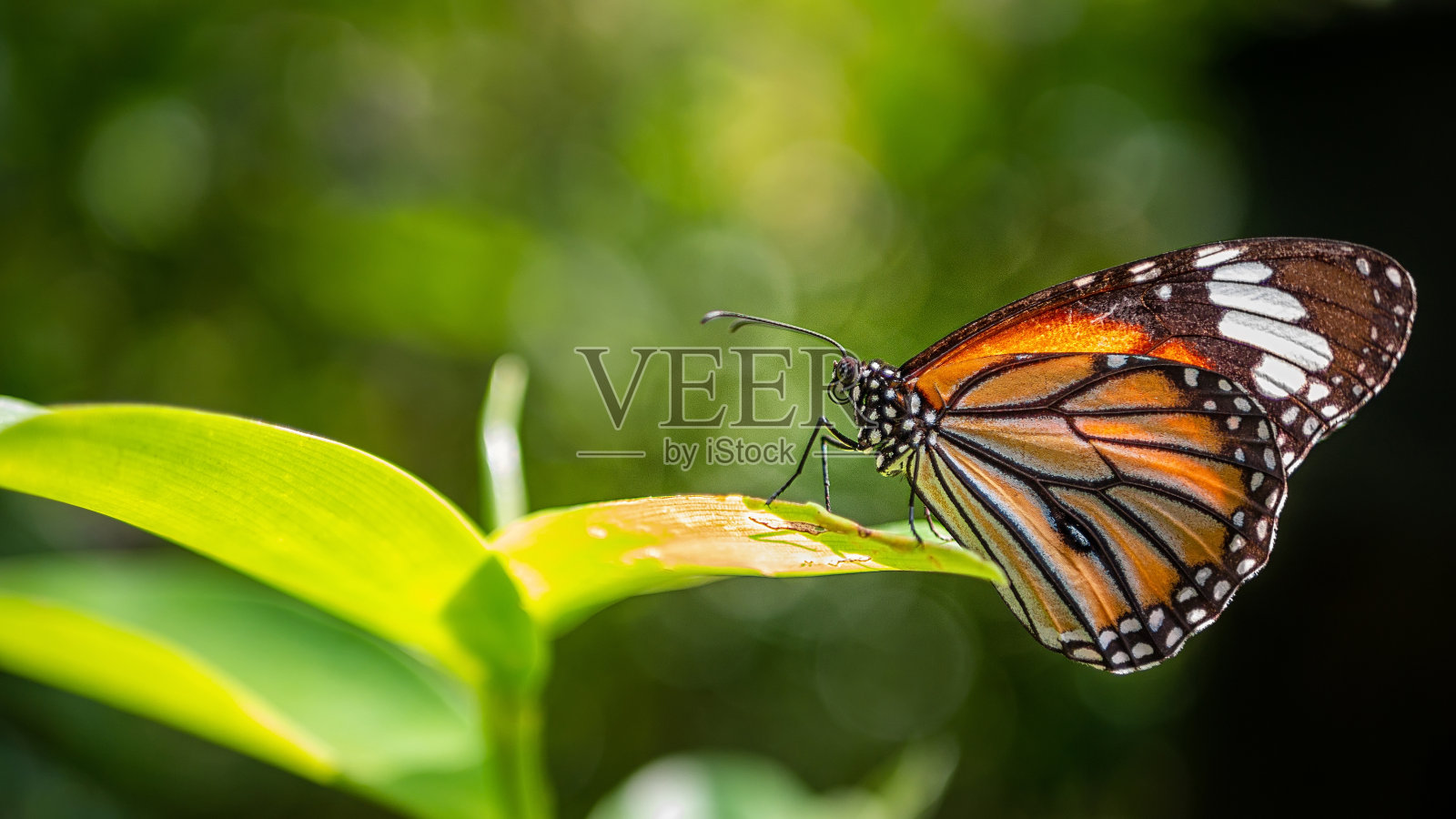 普通的虎斑蝶(帝王蝶)长在绿色的叶子上照片摄影图片