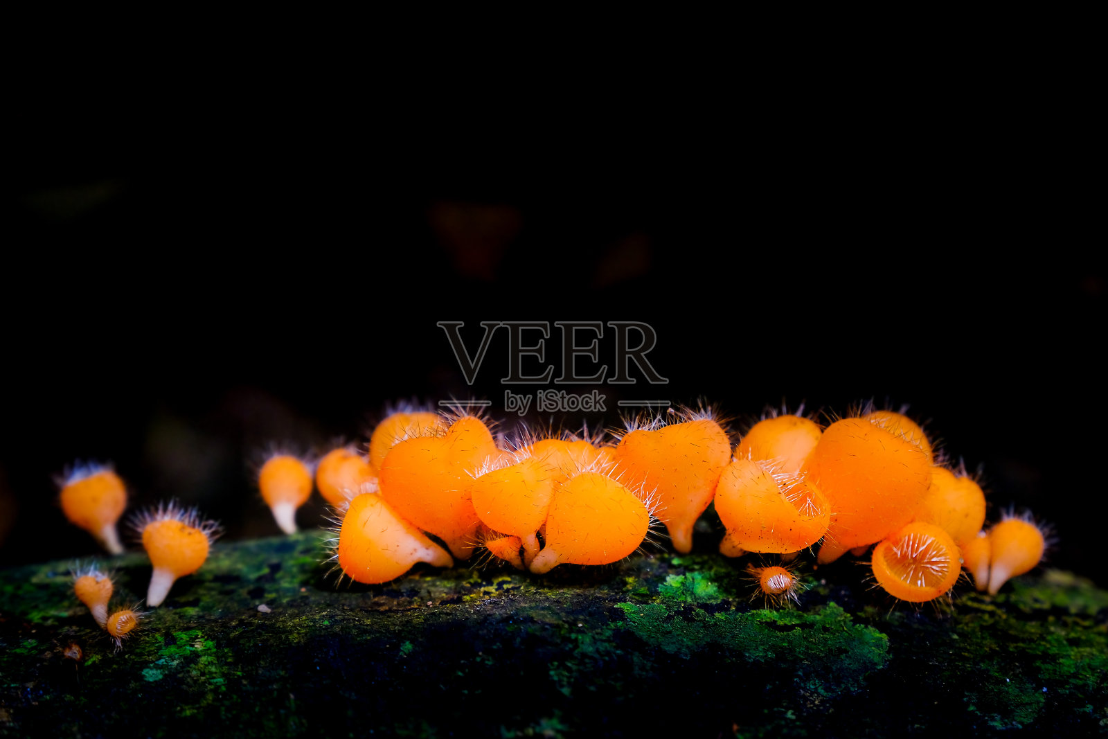 香槟酒蘑菇，泰国热带雨林中的红蘑菇照片摄影图片