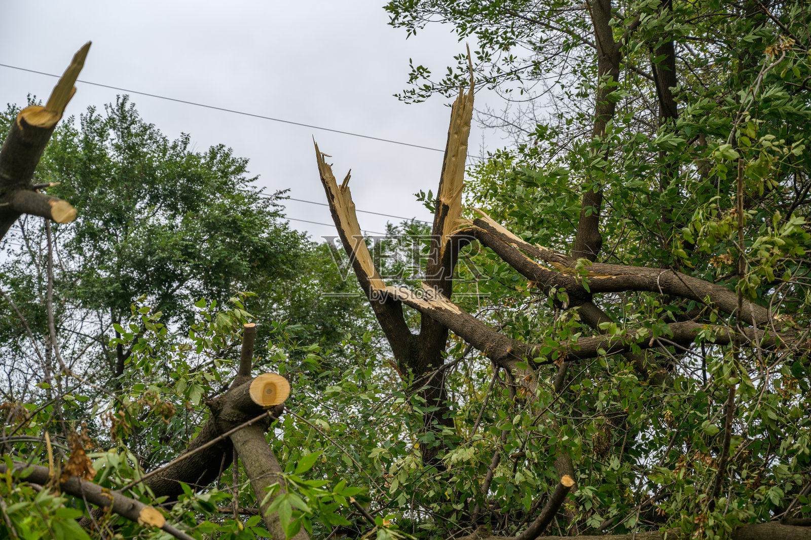 暴风雨后的树木。照片摄影图片