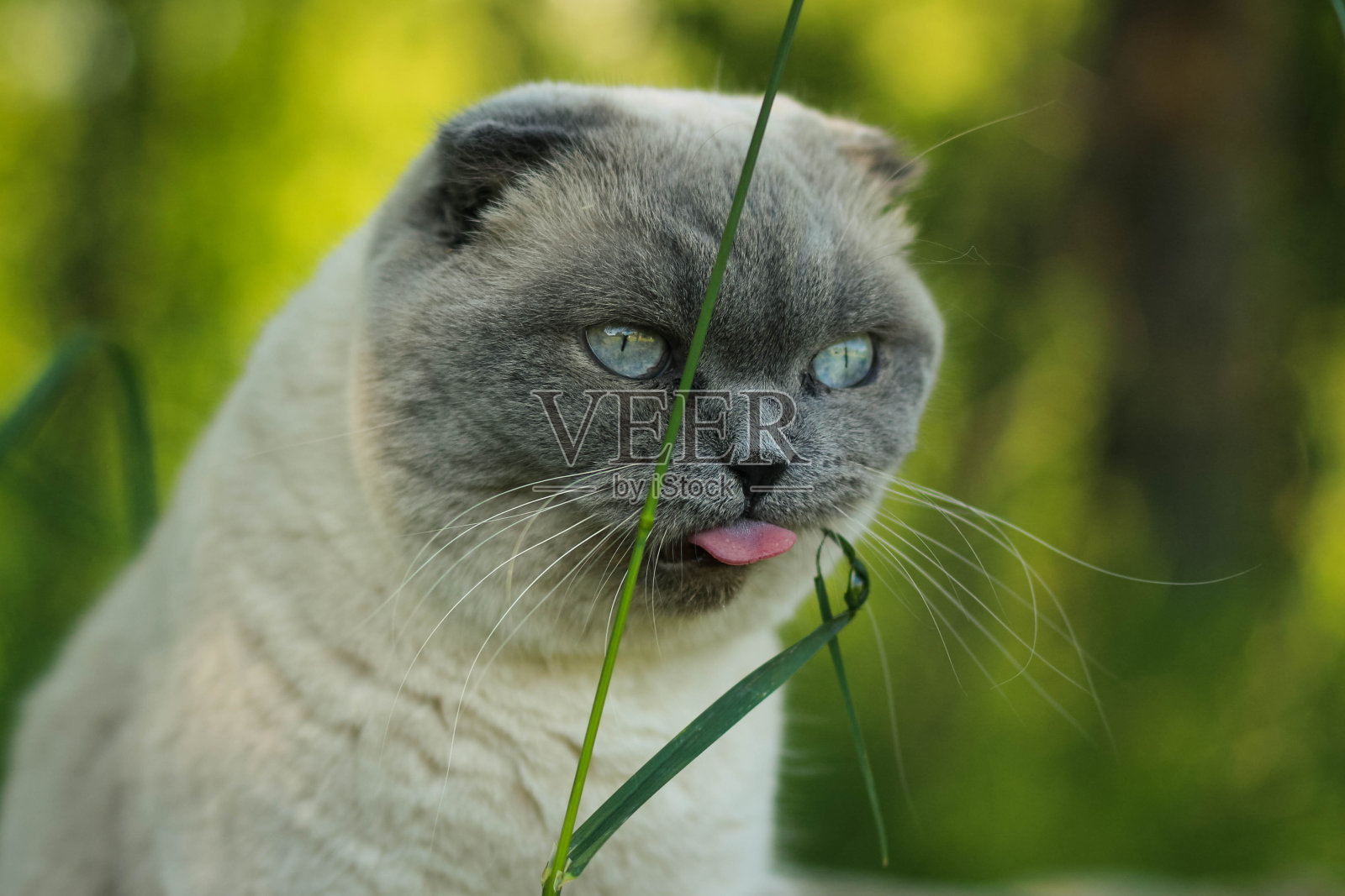 有趣的灰色苏格兰折猫散步和吃草。照片摄影图片