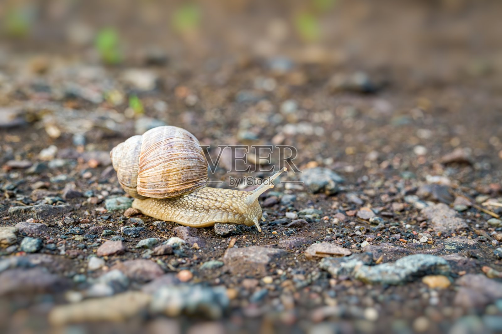 雨后蜗牛在地上爬行。照片摄影图片
