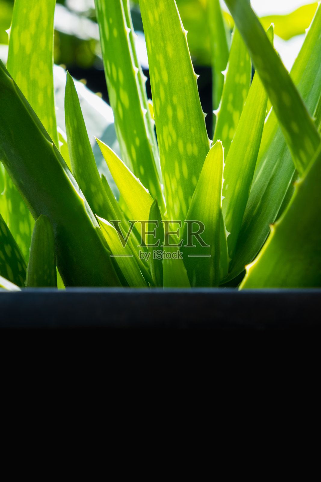 绿色芦荟草本植物与拷贝空间照片摄影图片